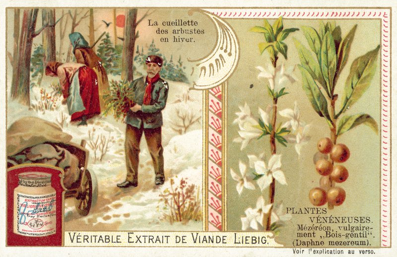 Daphne mezereum (chromolitho) af European School