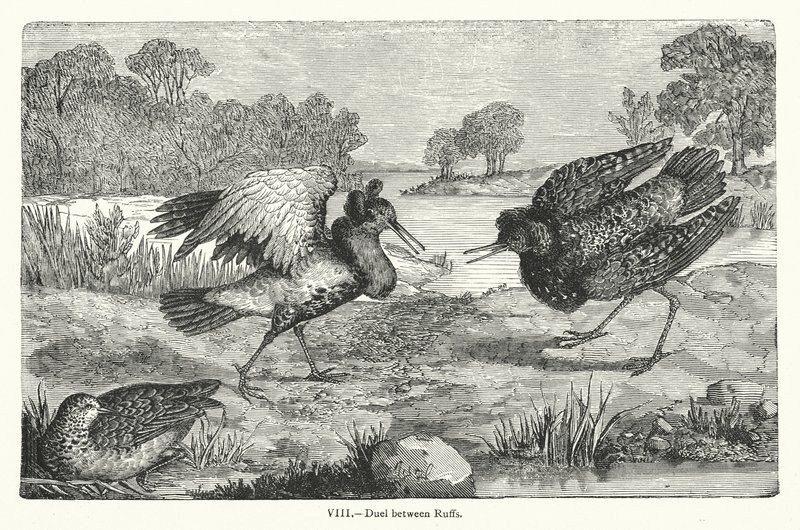 Duel mellem Ruffs (gravering) af European School
