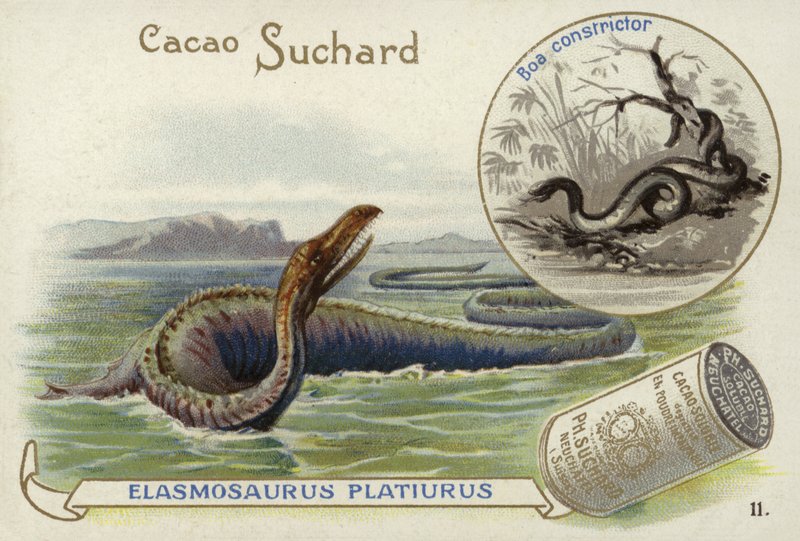 Elasmosaurus og boa constrictor af European School