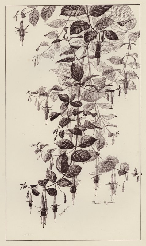 Fuschia Maginata (litho) af European School