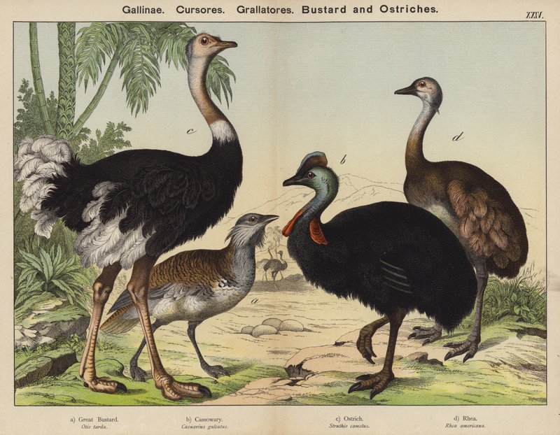 Høns, løbere, Grallatores, Trap og strudse (farve litho) af European School