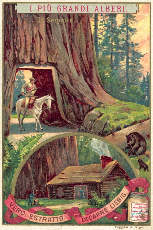 Kæmpe sequoia træ (chromolitho) af European School