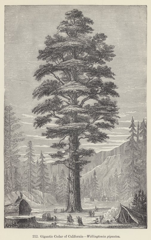 Gigantic Cedar of California, Wellingtonia gigantea (gravering) af European School