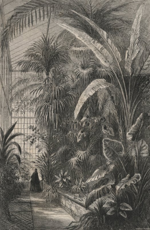 Great Greenhouse of the Museum of Paris (gravering) af European School