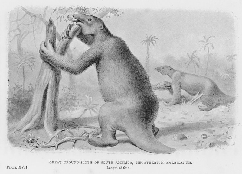 Great Ground-Sloth of South America, Megatherium Americanum (litho) af European School