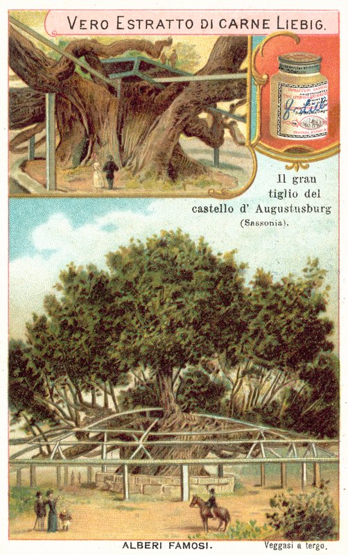 Stort lindetræ på grunden til Augustusburg Hunting Lodge, Sachsen, Tyskland (chromolitho) af European School