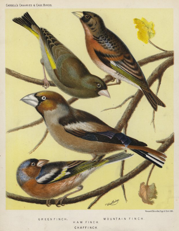 Grøn Finke, Bjergfinke, Haw Finch, Chaf Finch (farve litho) af European School