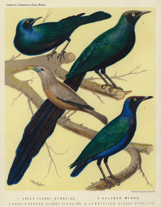 Grøn glansstær, malabar mynah, purpurhovedet glansstær, langhalet glansstær (farvelitografi) af European School
