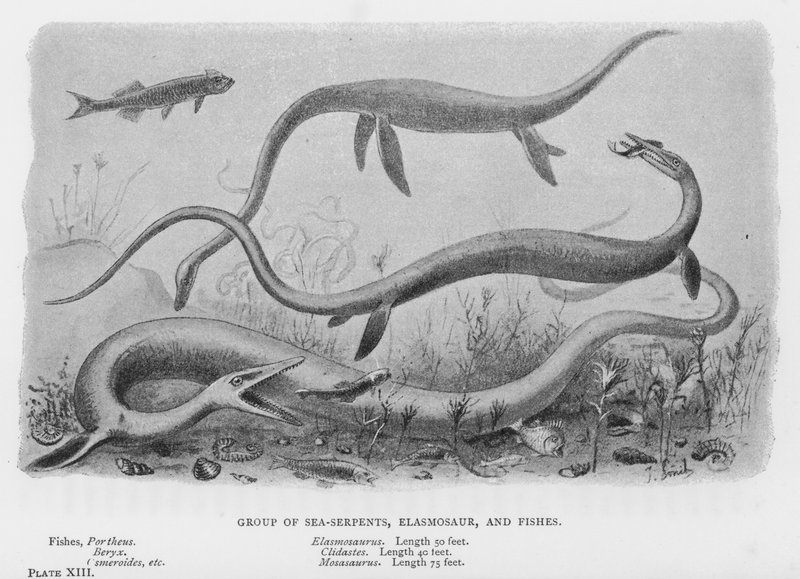 Gruppe af havormer, Elasmosaur og Fisk (litho) af European School