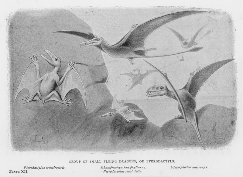 Gruppe af små flyvende drager eller Pterodactyls (litho) af European School