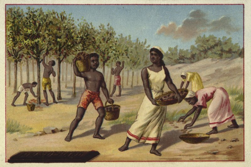 Høst kakao, Afrika af European School