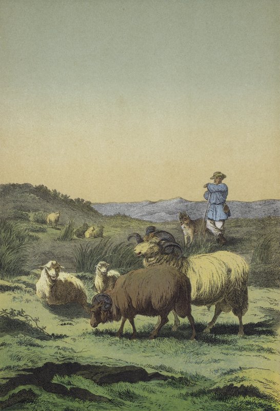 Heder i Centraleuropa: hyrde og fårehund med hede- og merinofår (farve litho) af European School