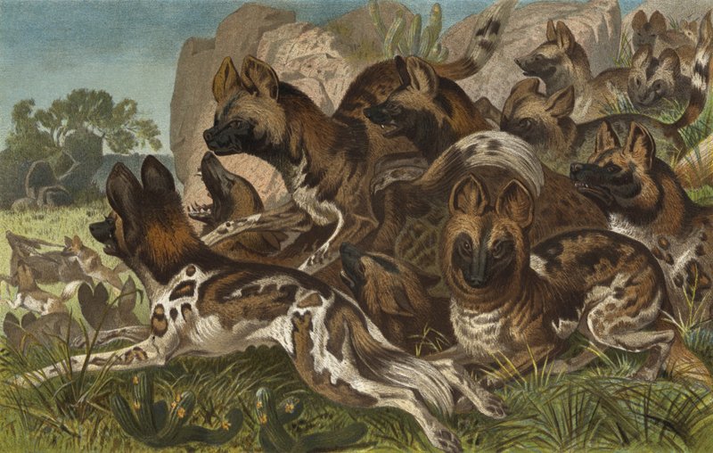 Hianenhund af European School