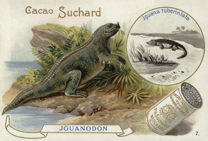 Iguanodon og Iguana Tuberculata af European School