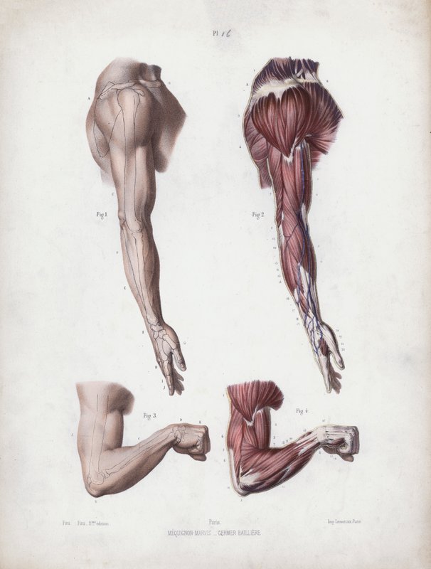 Illustration til Anatomi af menneskets ydre former: Mandens arm og hænder (farvelitografi) af European School
