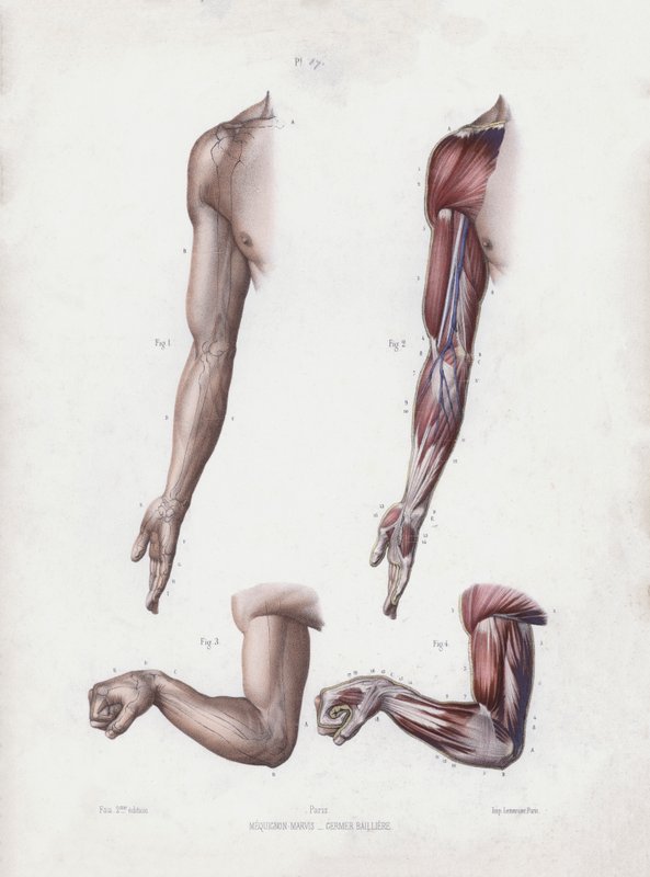 Illustration til The Anatomy of the External Forms of Man: Mandlige arme og hænder (farve litho) af European School