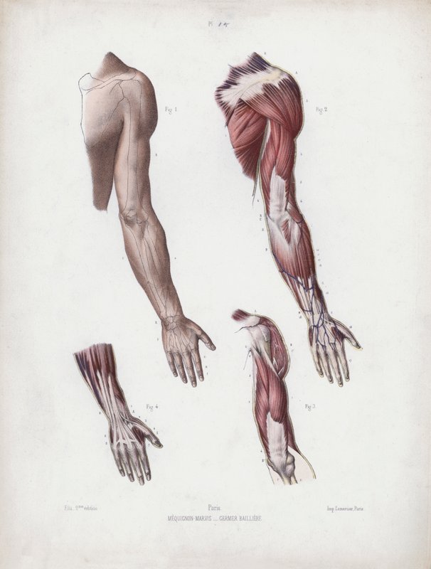 Illustration for The Anatomy of the External Forms of Man: Male arm and handsdani af European School