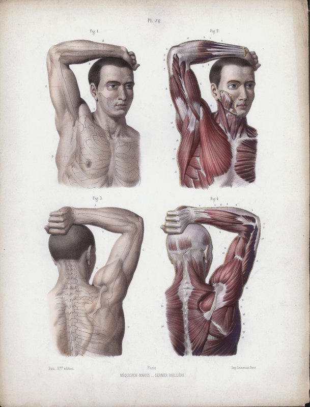 Illustration for The Anatomy of the External Forms of Man: Male, arm, head and torsodani af European School