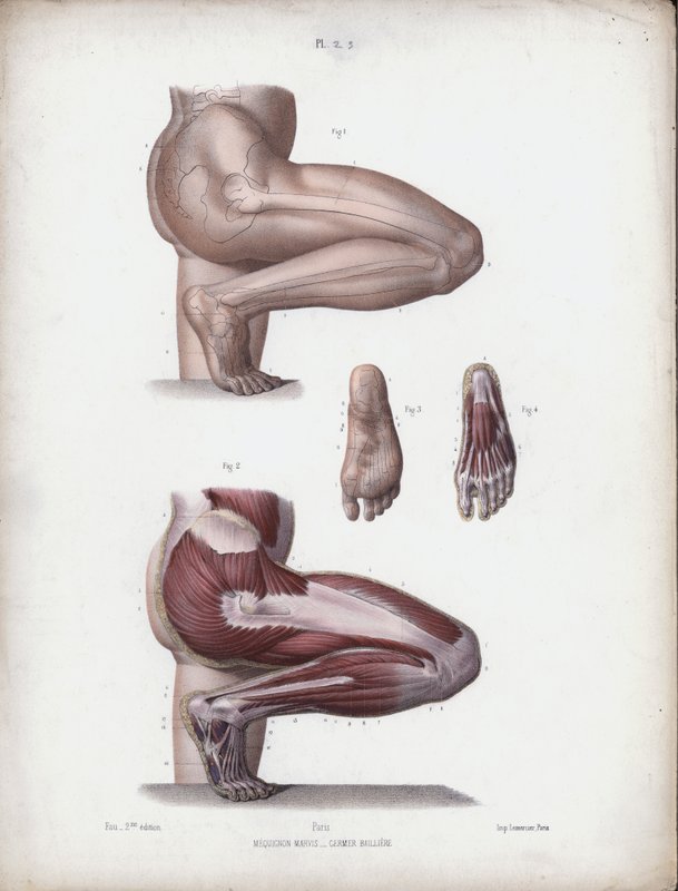 Illustration til The Anatomy of the External Forms of Man: Mandlige ben og fod (farve litho) af European School
