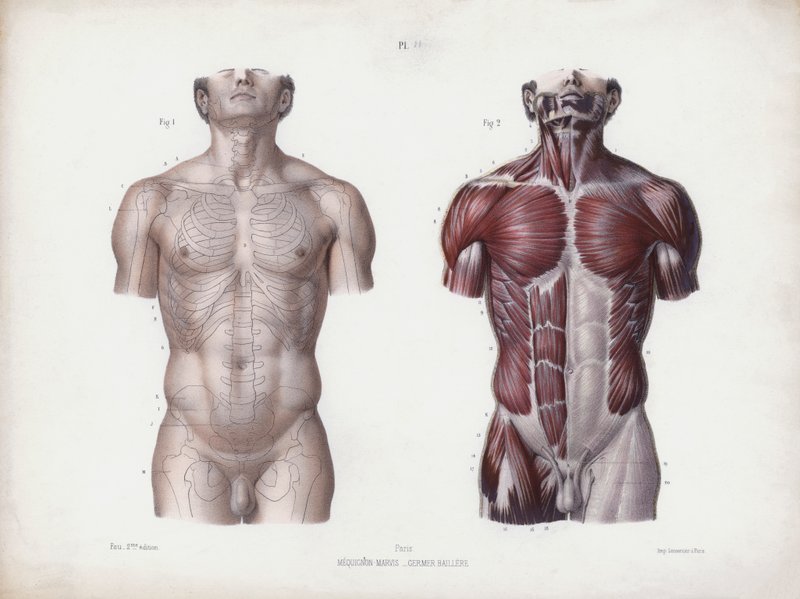 Illustration til The Anatomy of the External Forms of Man: Mandlig torso, set forfra (farve litho) af European School
