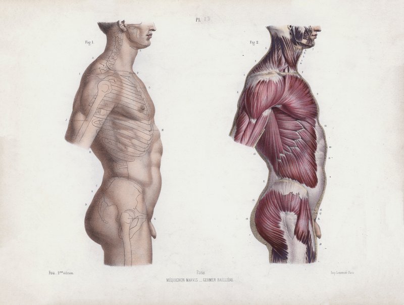 Illustration til The Anatomy of the External Forms of Man: Mandlig torso, set fra siden (farvelitografi) af European School