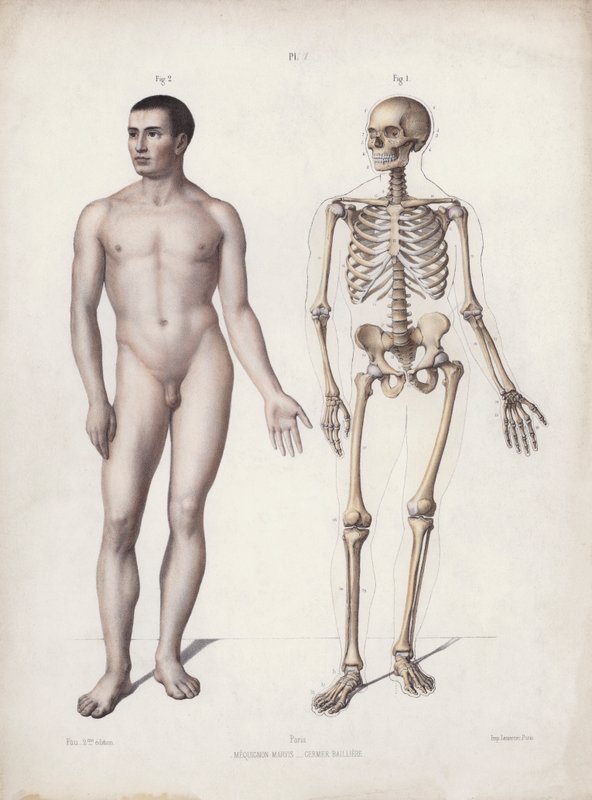 Illustration til The Anatomy of the External Forms of Man: Mand stående (farve litho) af European School