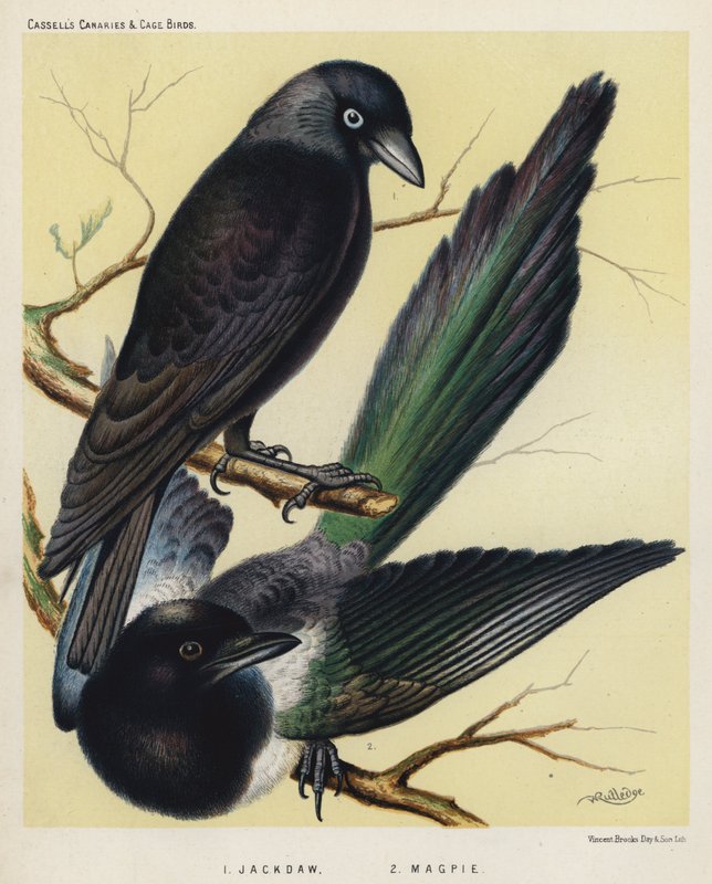 Jackdaw, Magpie (farve litho) af European School