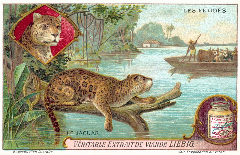 Jaguar (chromolitho) af European School