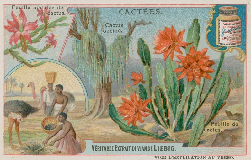 Joncine Cactus af European School