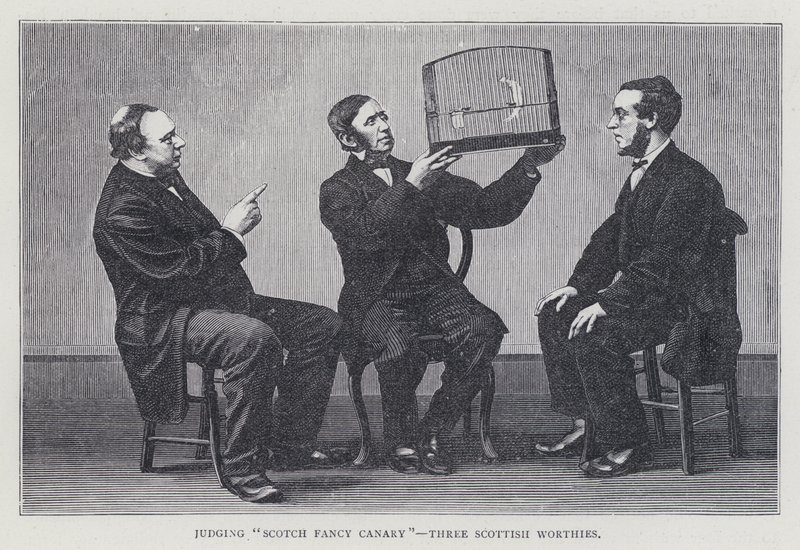 Bedømmelse af "Scotch Fancy Canary", Three Scottish Worthies af European School