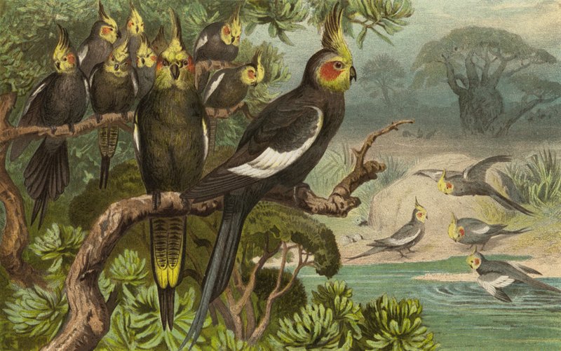 Keilschwanz-Kakadu, Corella af European School