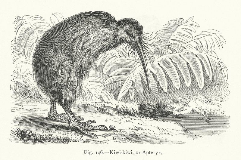 Kiwi-kiwi eller Apteryx (gravering) af European School