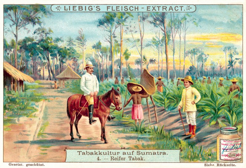 Modne tobaksplanter (chromolitho) af European School