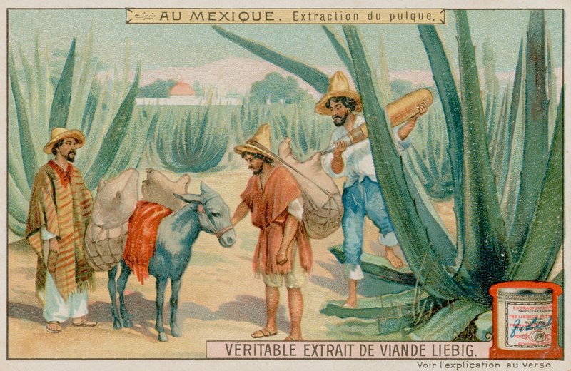 Mexicansk udvinding af Pulque fra en kaktus af European School