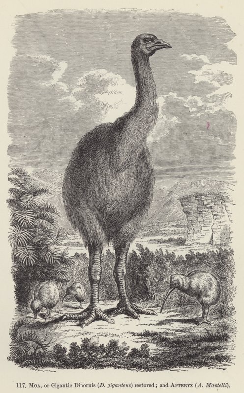 Moa, eller Gigantisk Dinornis (D giganteus) restaureret; og Apteryx, A Mantelli (gravering) af European School