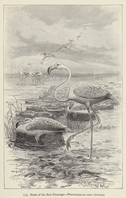 Reder af den røde flamingo, Phoenicopterus ruber, Cuvier (gravering) af European School