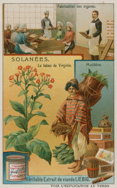 Nicotiana eller tobak af European School