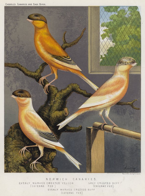 Norwich Canaries, jævnt markeret crested gul, Cayenne Fed, Grey Crested Buff, Cayenne Fed, jævnt markeret Crested Buff, Cayenne Fed (farve litho) af European School