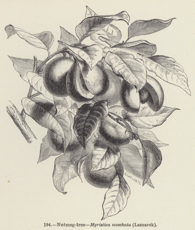 Muskatnød-træ, Myristica moschata, Lamarck (gravering) af European School