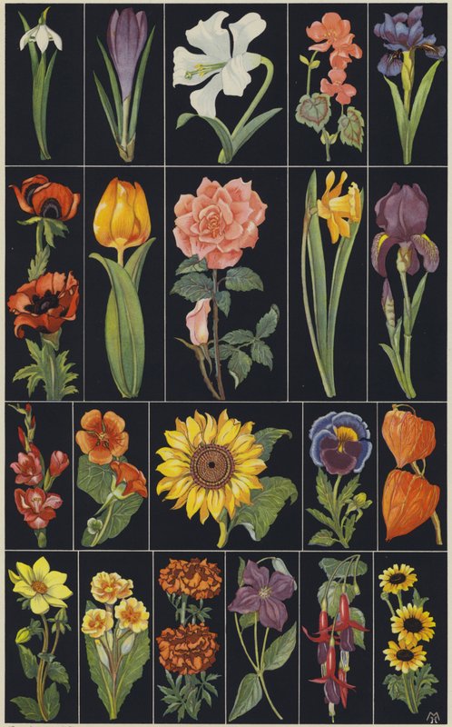 Side fra børnebilledbogen Flowers (farvelitografi) af European School