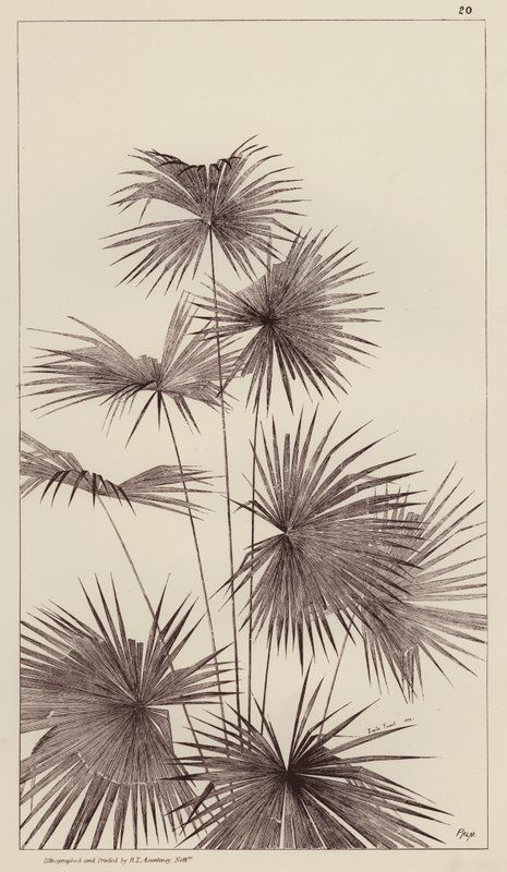 Palme (litografi) af European School