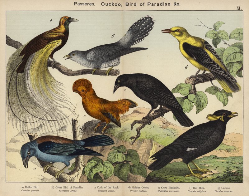 Passeres, Gøg, Bird of Paradise (farve litho) af European School