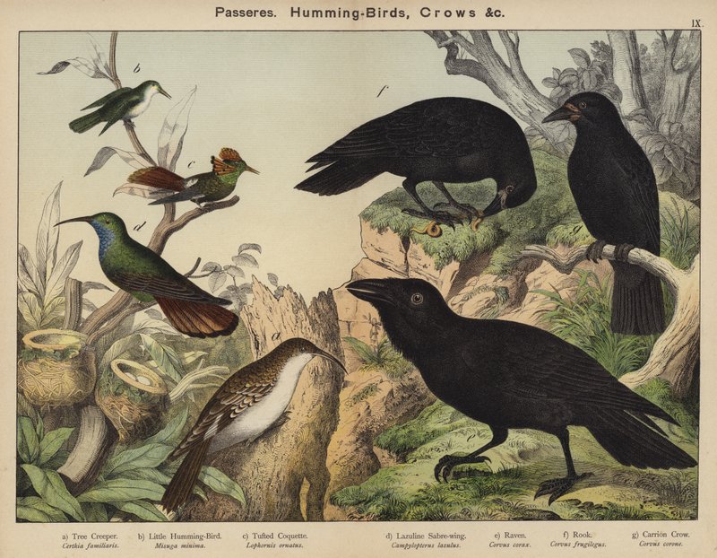 Passeres, Humming-Birds, Crowsdani af European School