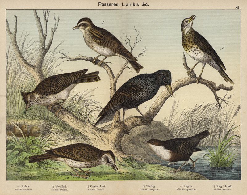 Passeres, Larks af European School