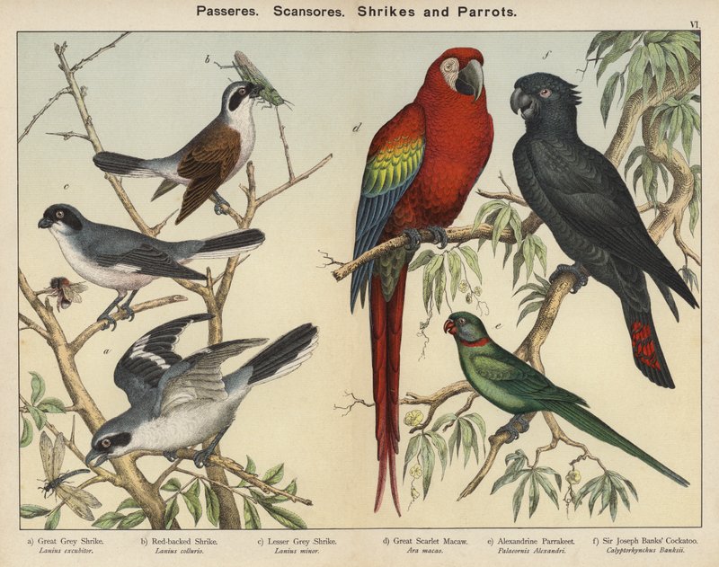 Passeres, Scansores, Shrikes and Parrots (farvelitografi) af European School