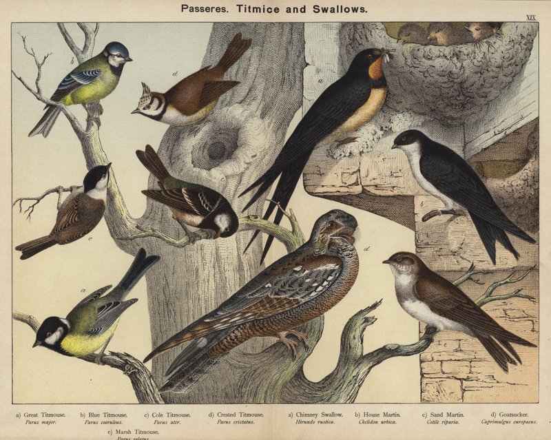 Passeres, mejser og svaler (farve litho) af European School