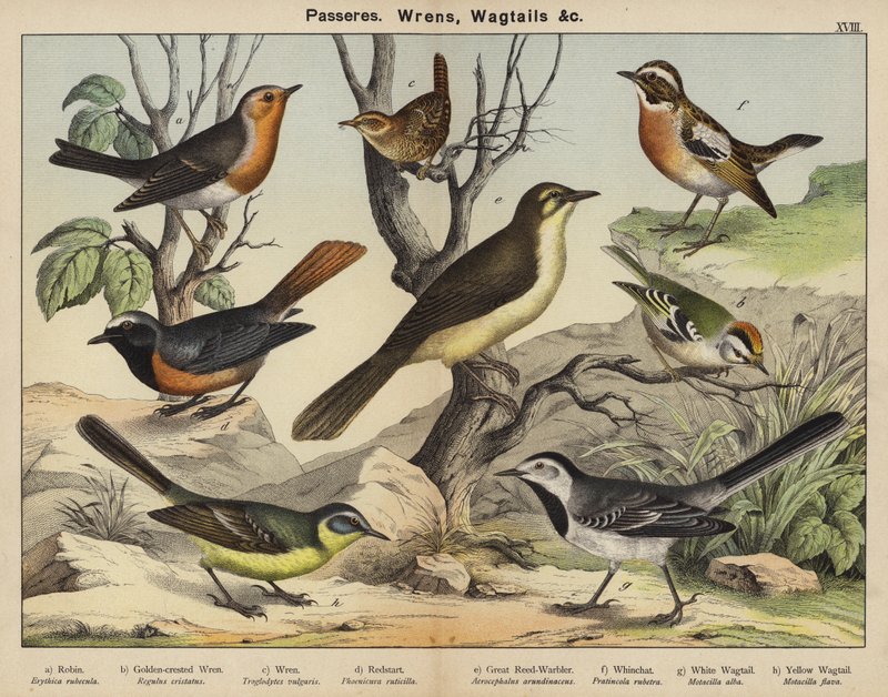 Passeres, Wrens, Wagtailsdani af European School