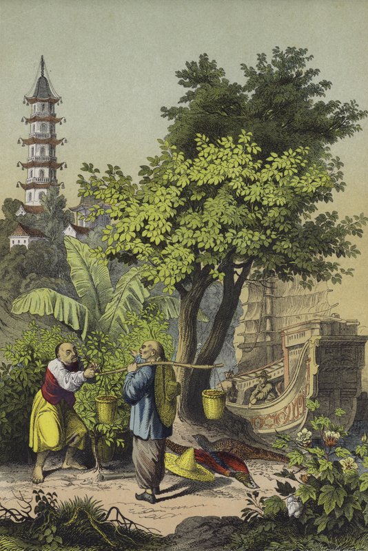 Folk og planter i Kina (farve litho) af European School