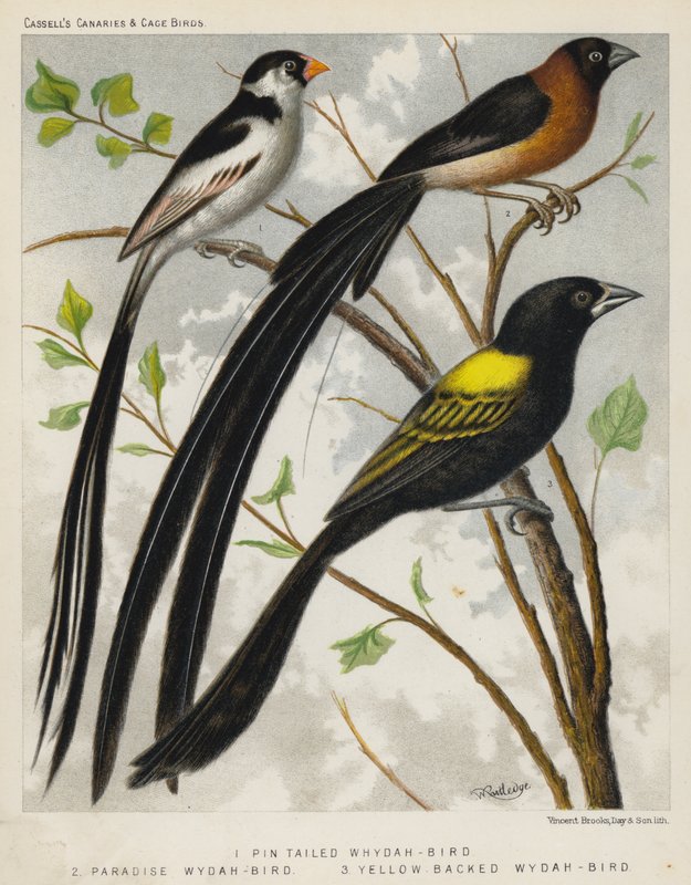 Pin Tailed Whydah-Bird, Paradise Whydah-Bird, Yellow Backed Whydah-Bird (farve litho) af European School