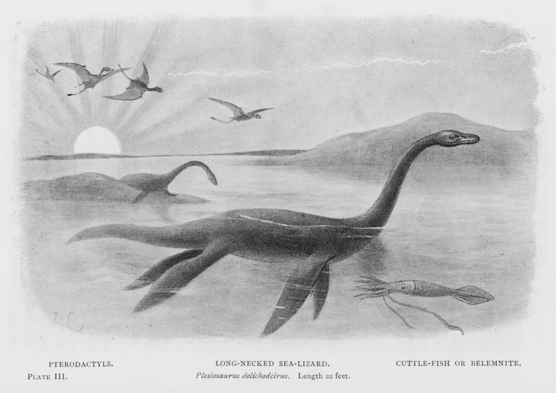 Pterodactyls, langhalset havøgle, Plesiosaurus dolichhodeirus, længde 22 fod, blæksprutte eller belemnit (litho) af European School